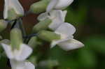 White false indigo